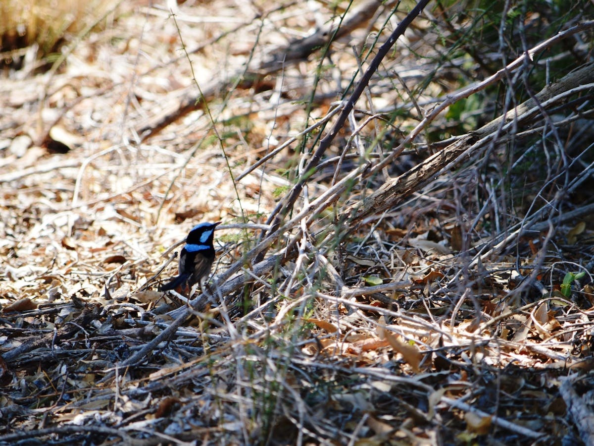 Birdwatching in the South Burnett