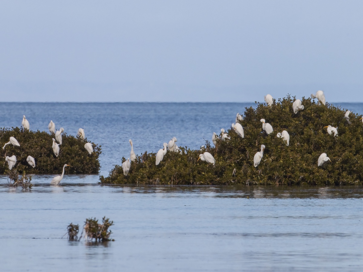 Adelaide International Bird Sanctuary National Park – Winaityinaityi Pangkara