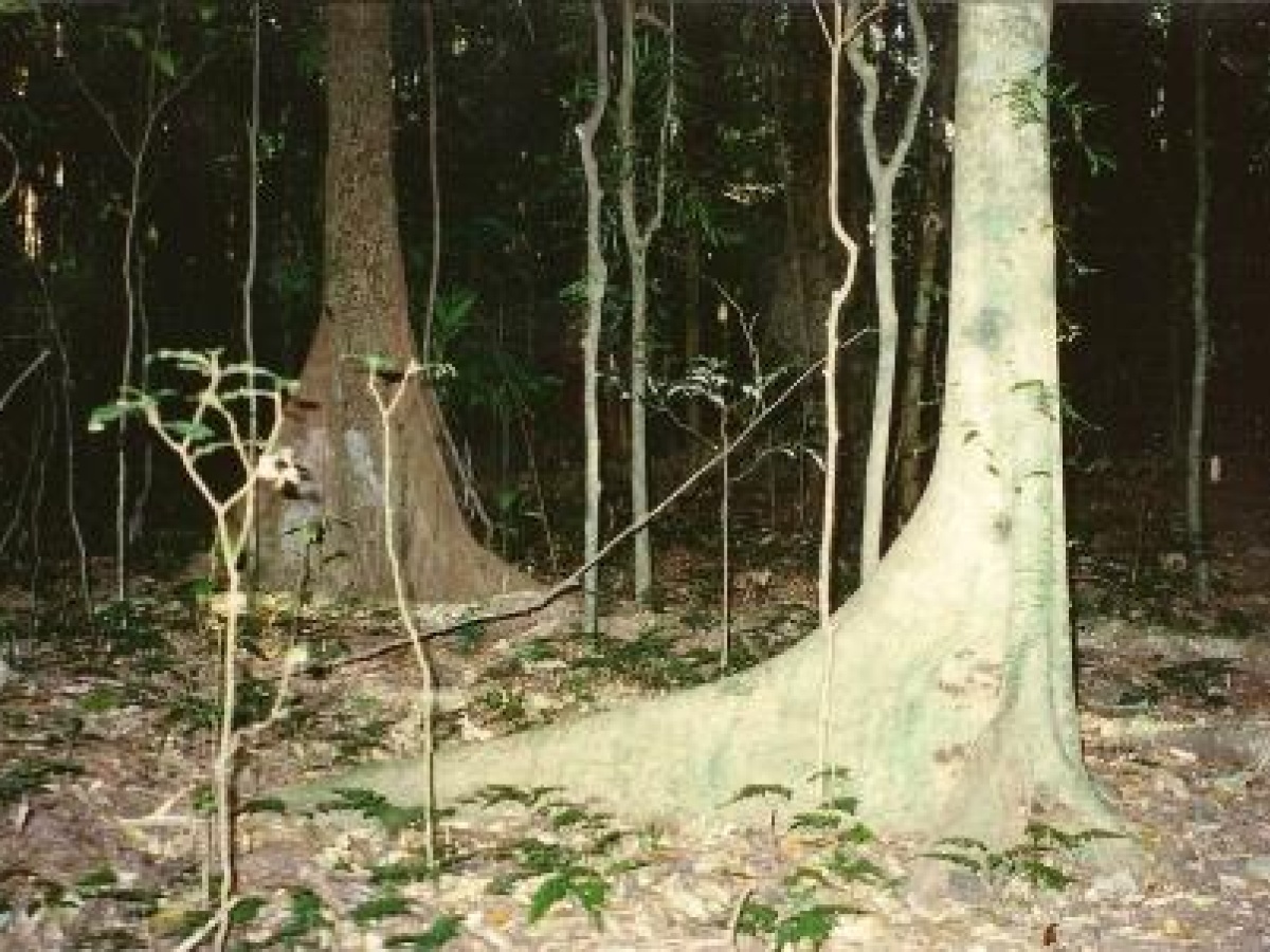 Toonumbar National Park