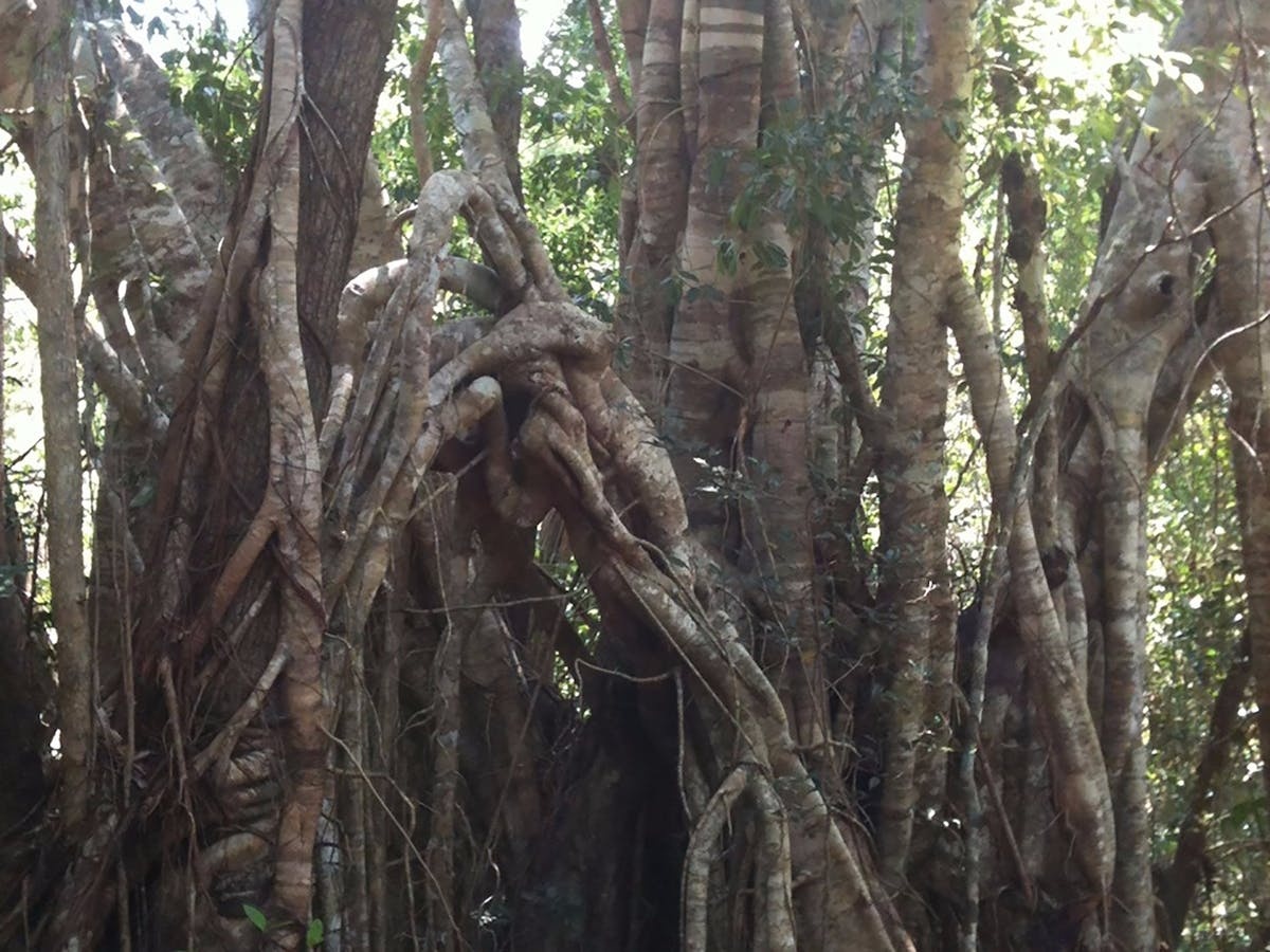 The Airlie Creek Track