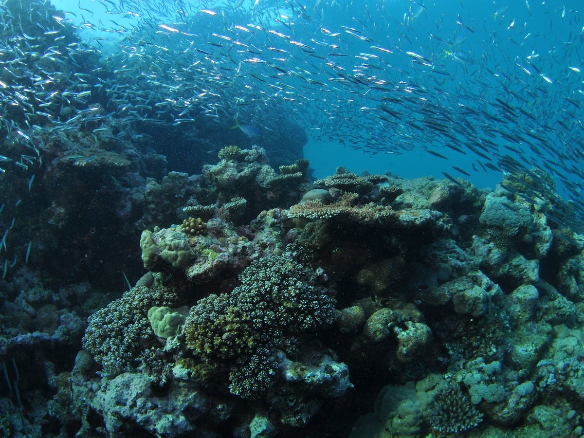 Manta Ray Drop Off Dive Site