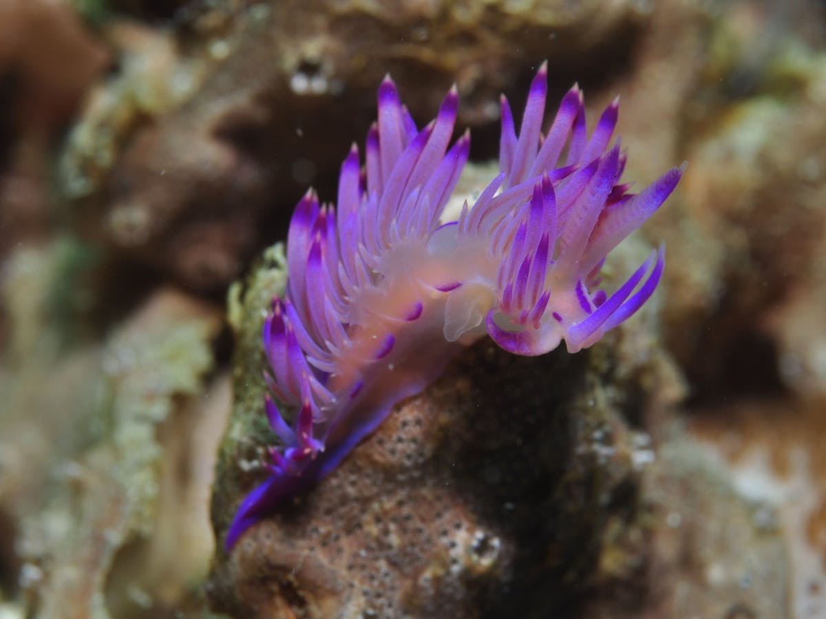 Hoffman’s Rocks Dive Site
