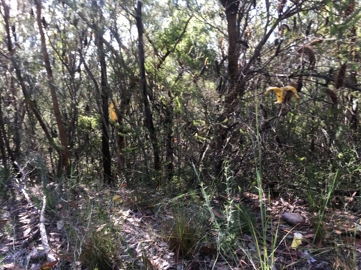 Tommos loop and Rocky Ponds cycling loop