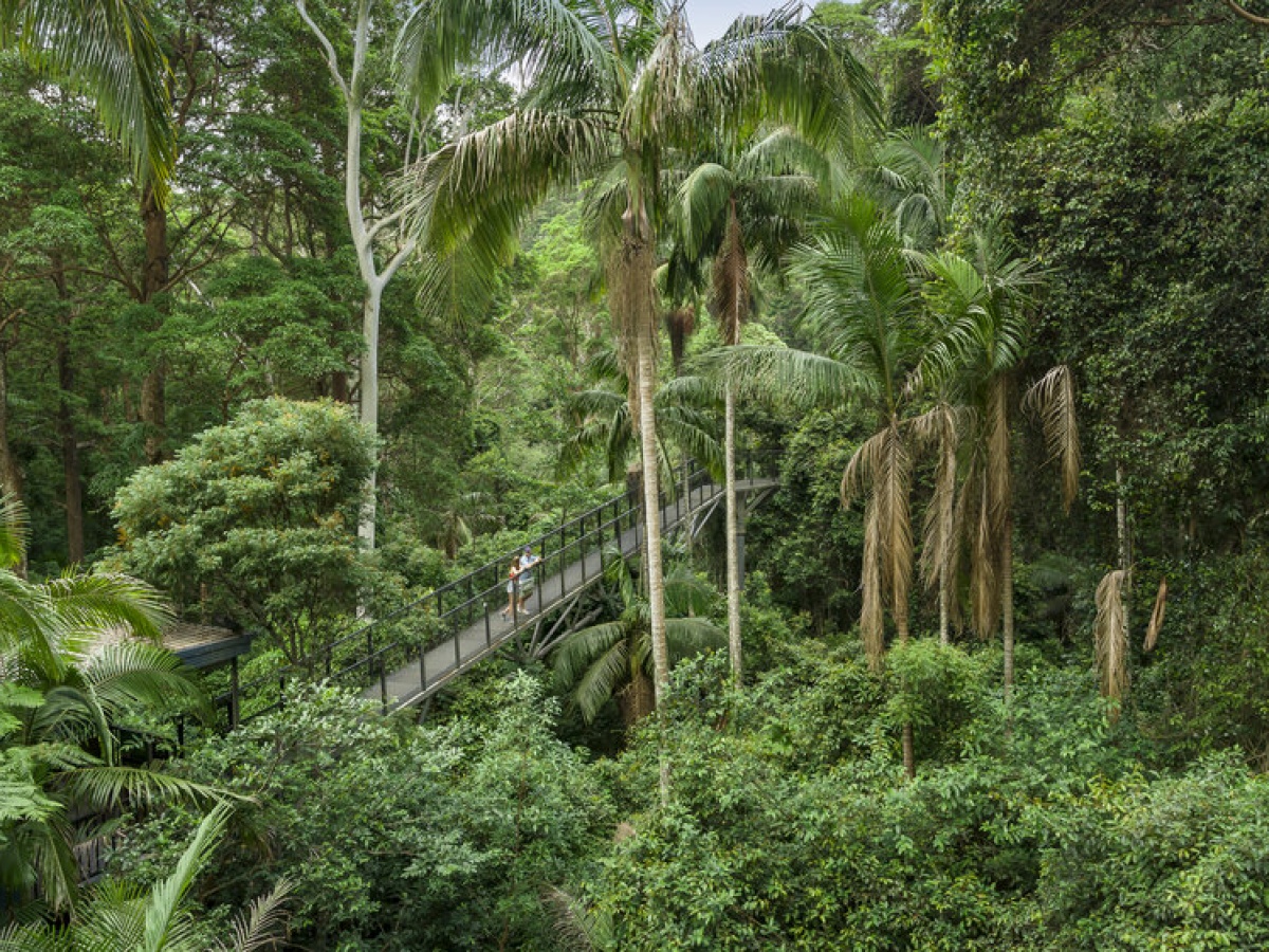 Tamborine Rainforest Skywalk
