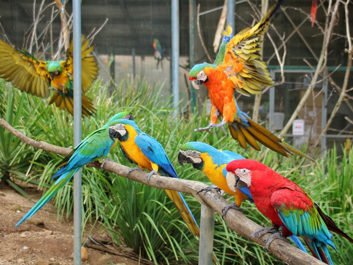 Maleny Botanic Gardens & Bird World