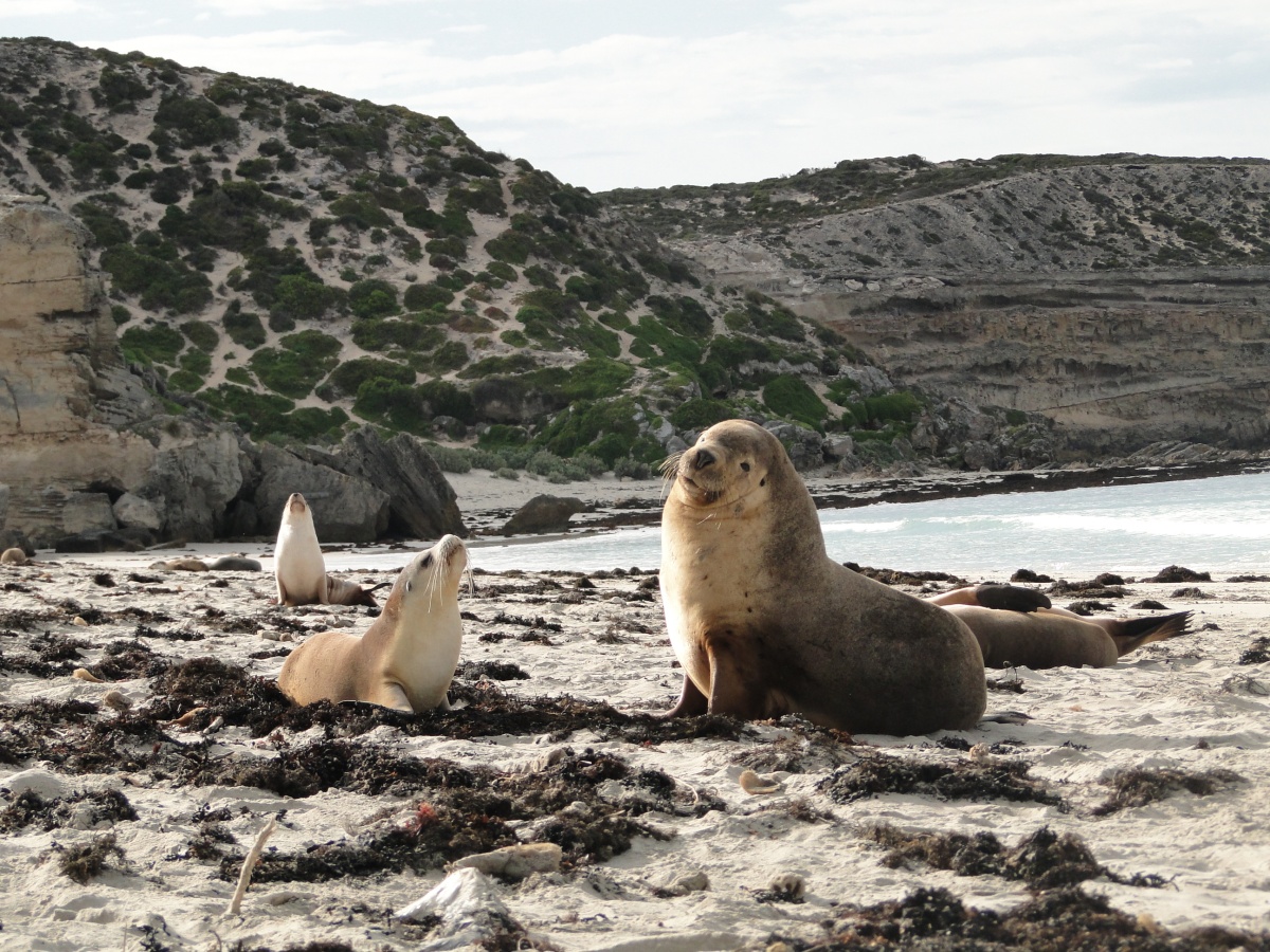 Seal Bay Conservation Park, Seal Bay