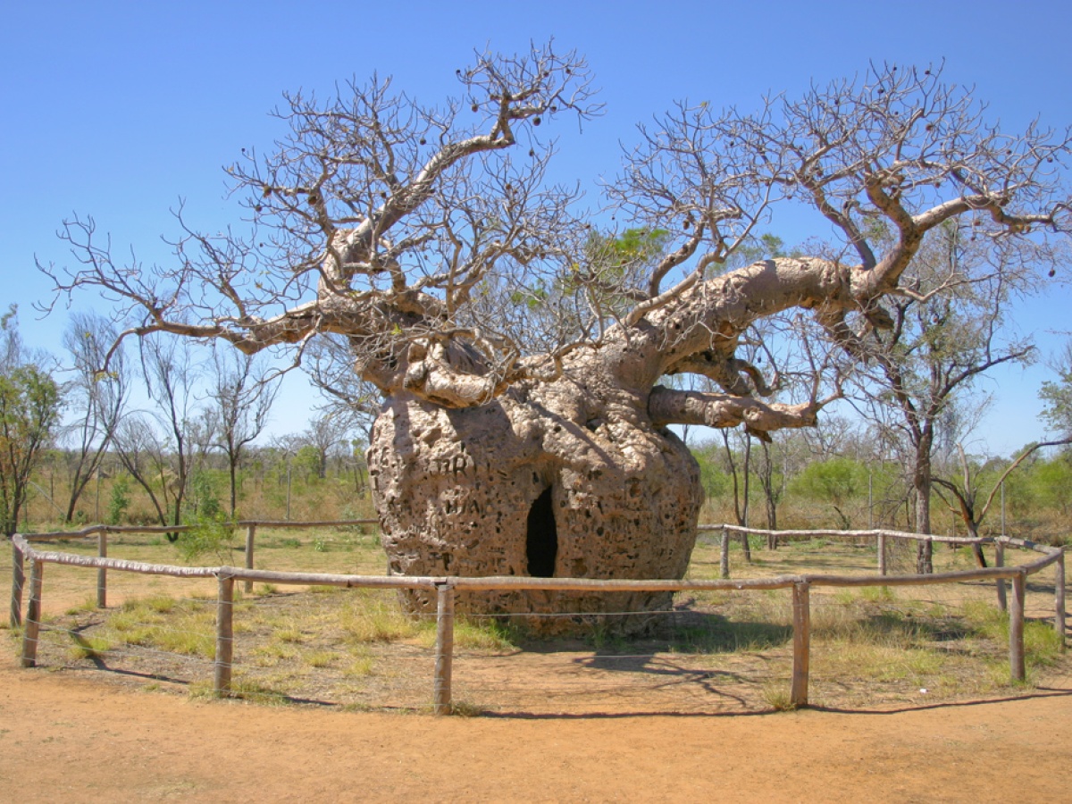 Prison Boab Tree