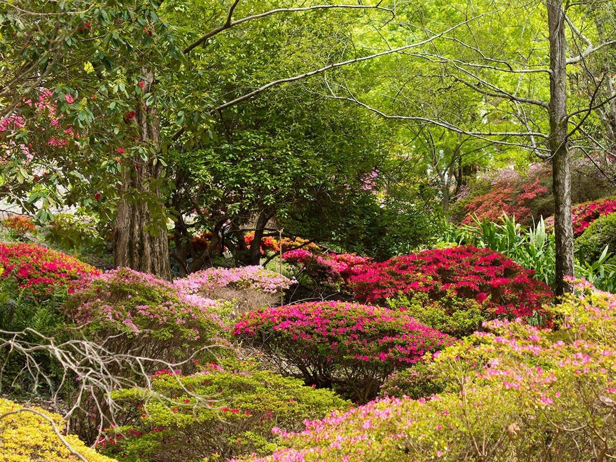 Mount Lofty Botanic Garden