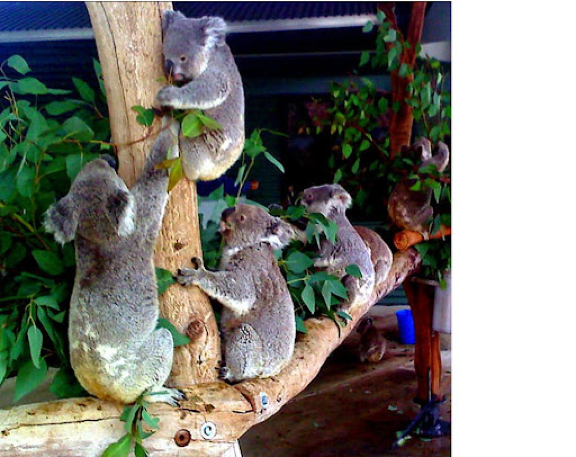 Koala reserve