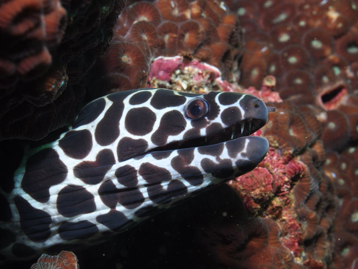 Magic Mountain Dive Site