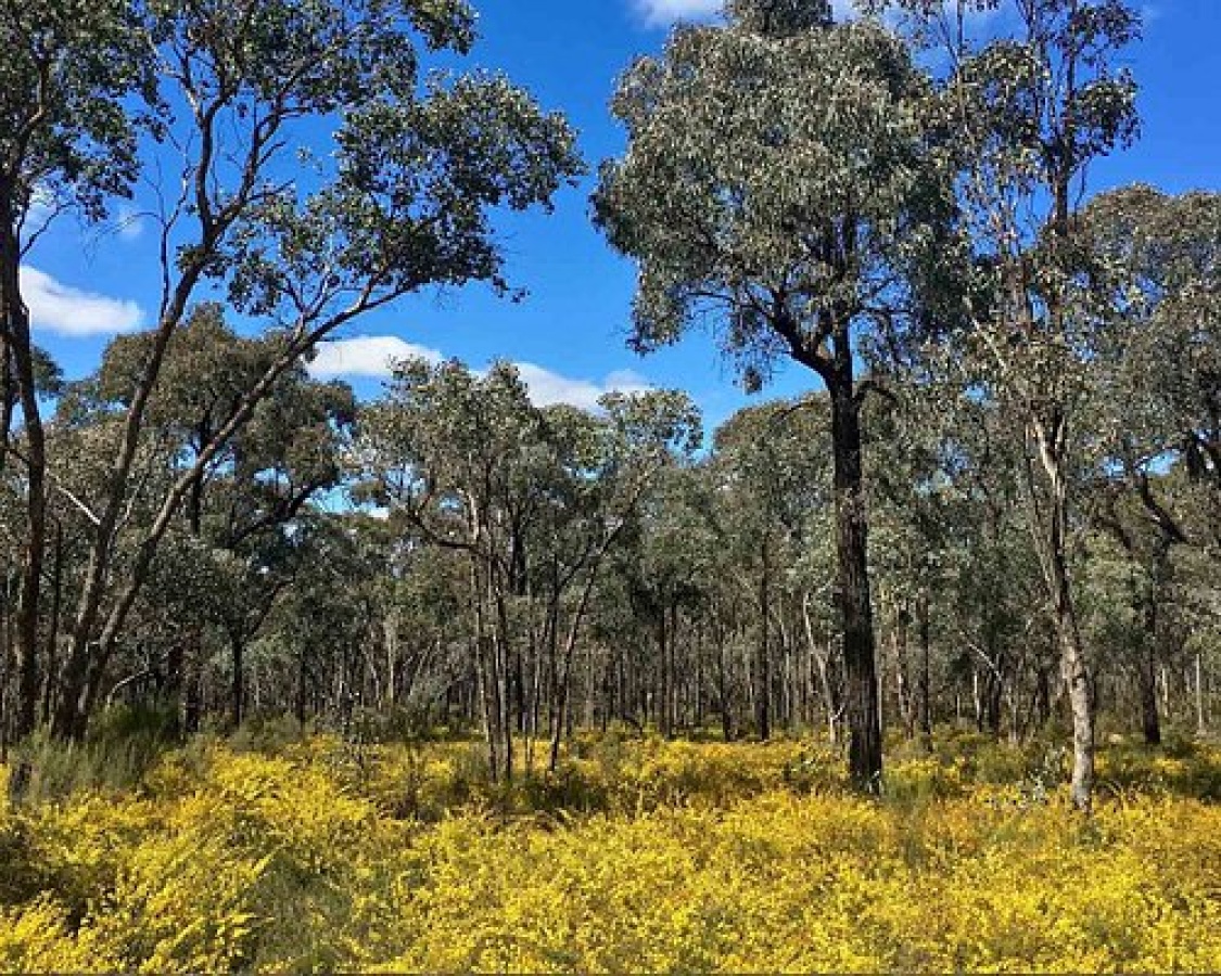 Greater Bendigo National Park