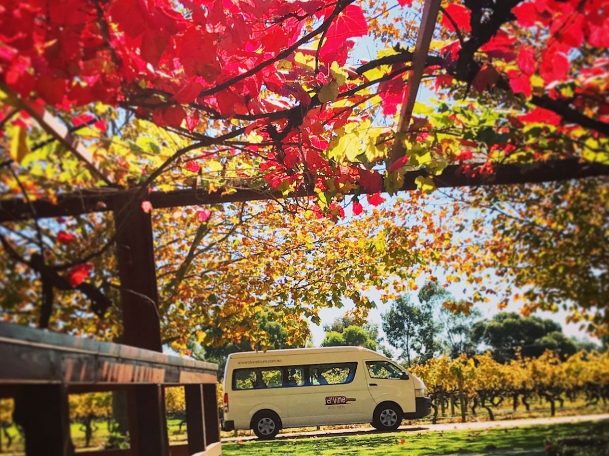 d’Vine WIne Tours