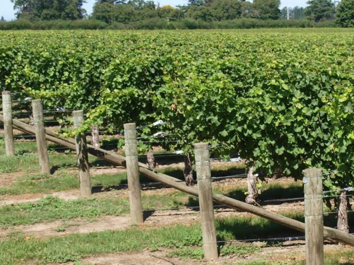 Vicarage Lane Wines, Rapaura