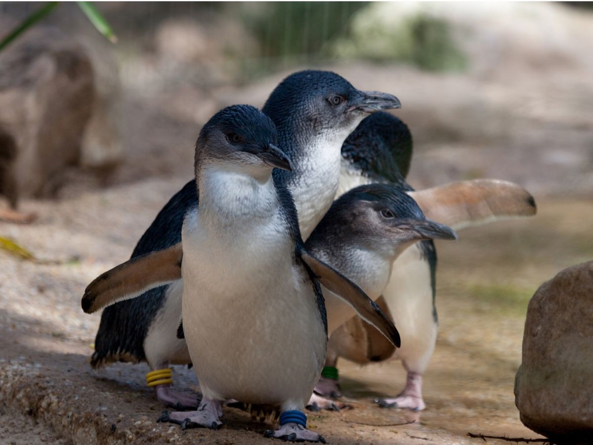 St Kilda Penguin Watching Tours in Melbourne
