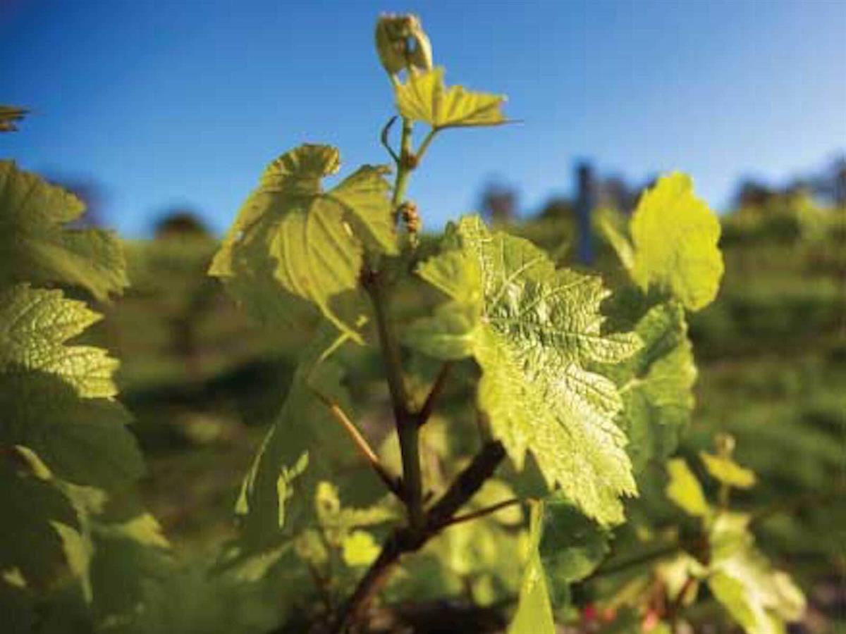 La Violetta Wines