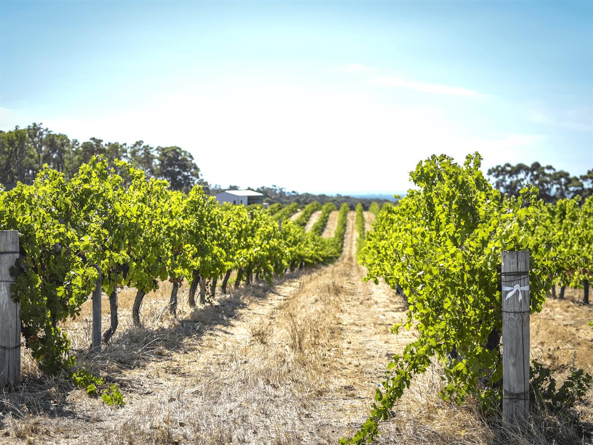 Peccavi Estate