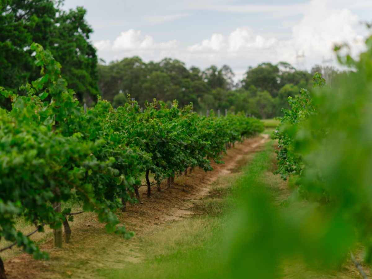 Moorebank Vineyard