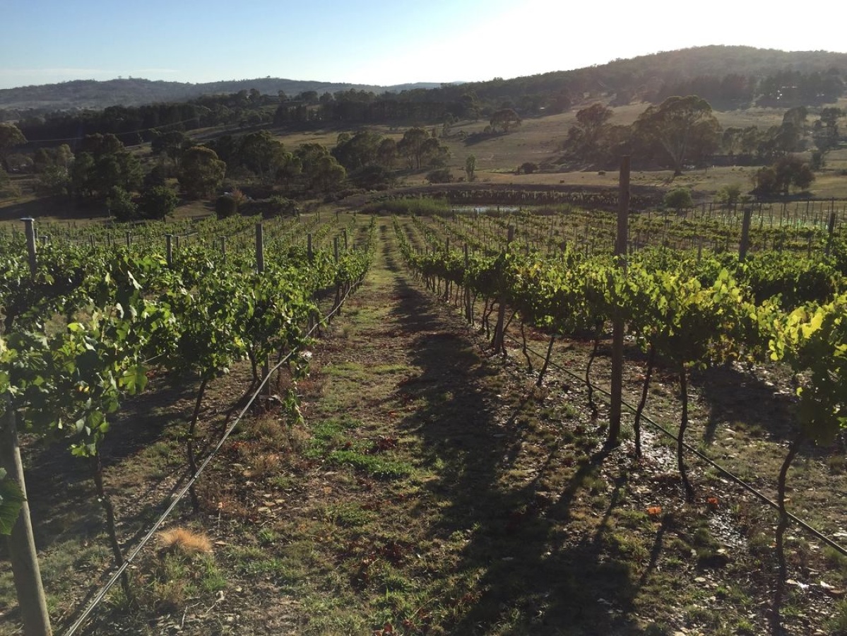 Norton Road Wines