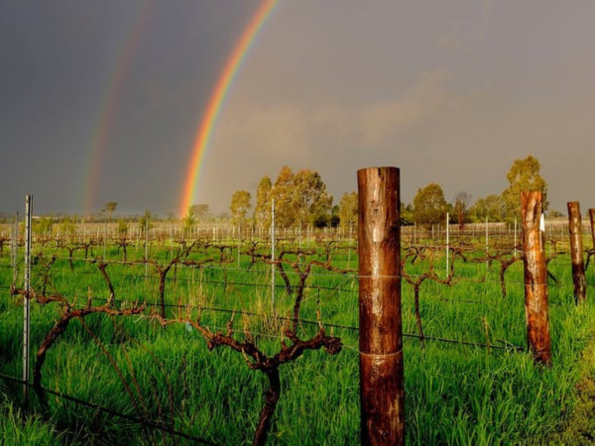Rosnay Organic Wines