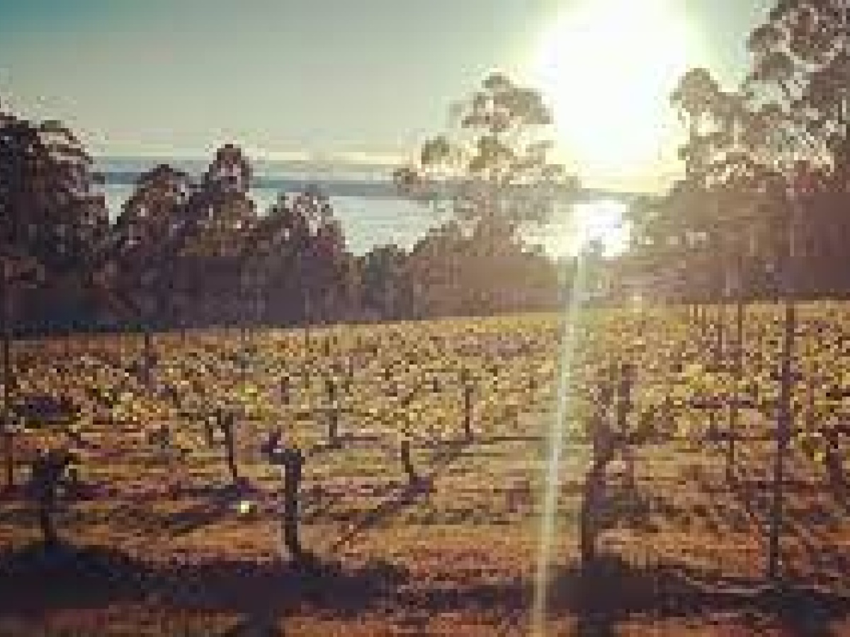 Resolution Vineyard